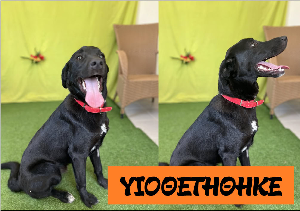 Prince Υιοθετήθηκε!