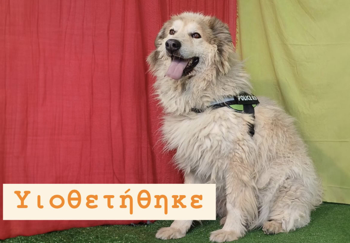 Σάννυ Υιοθετήθηκε!