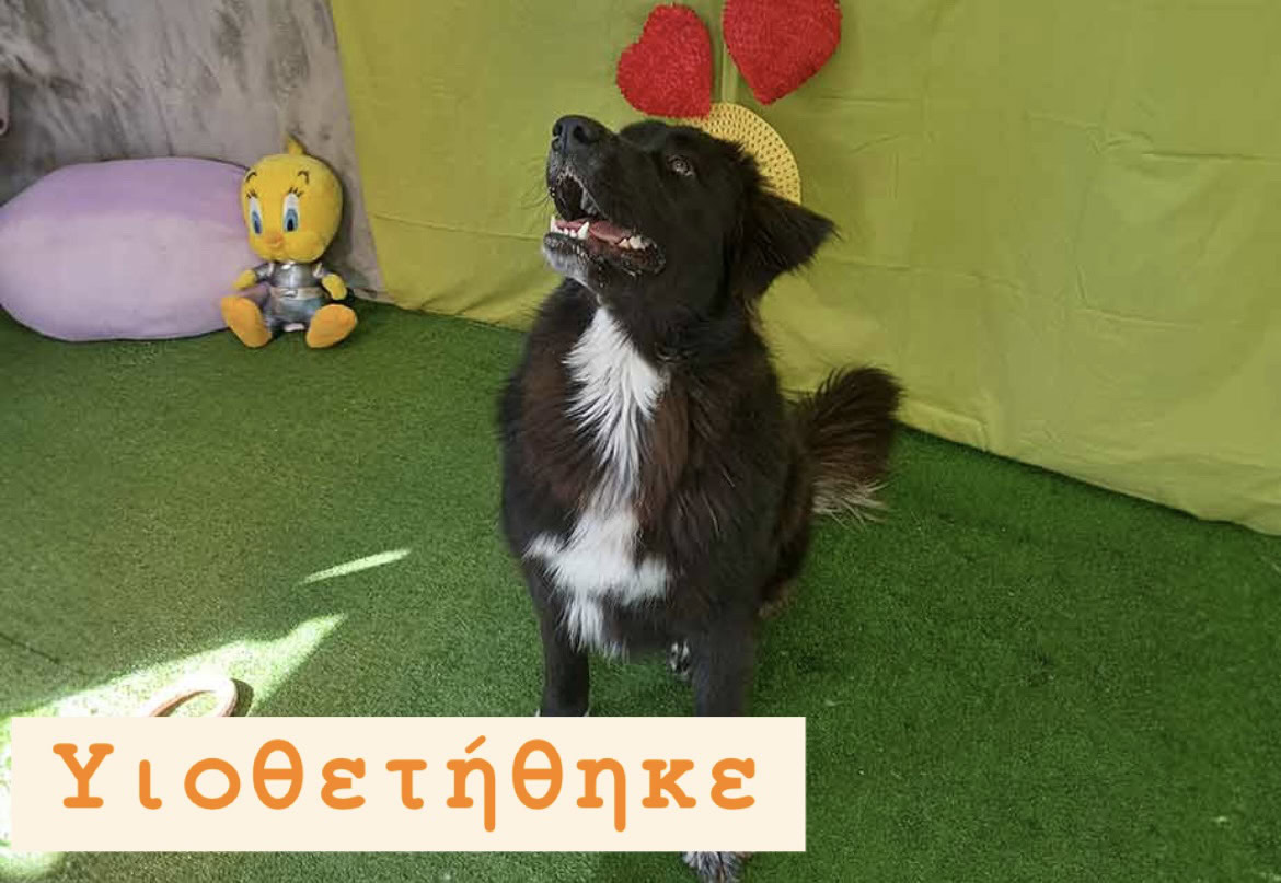 Πόζα Φιλοξενία