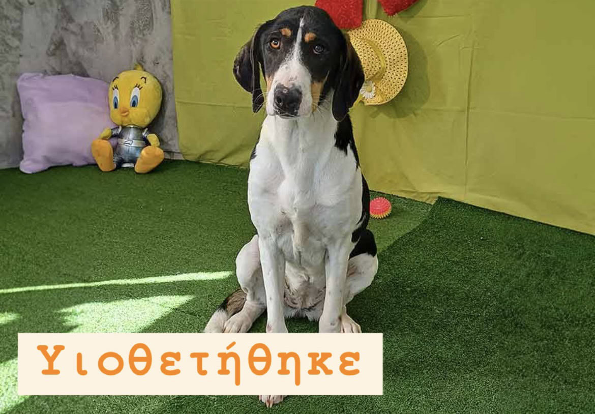 Ζάρα Υιοθετήθηκε!