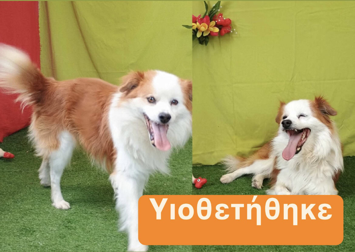 Τζόνι Υιοθετήθηκε!