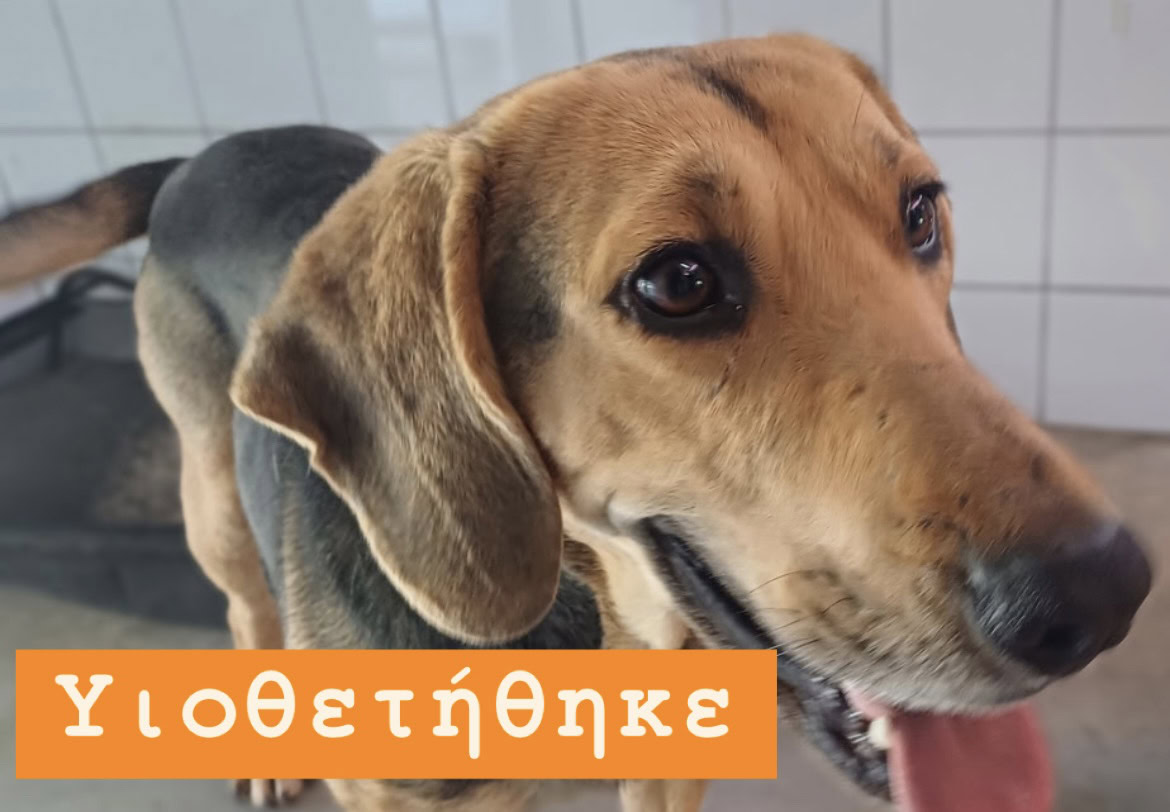 Σίντυ Υιοθετήθηκε!