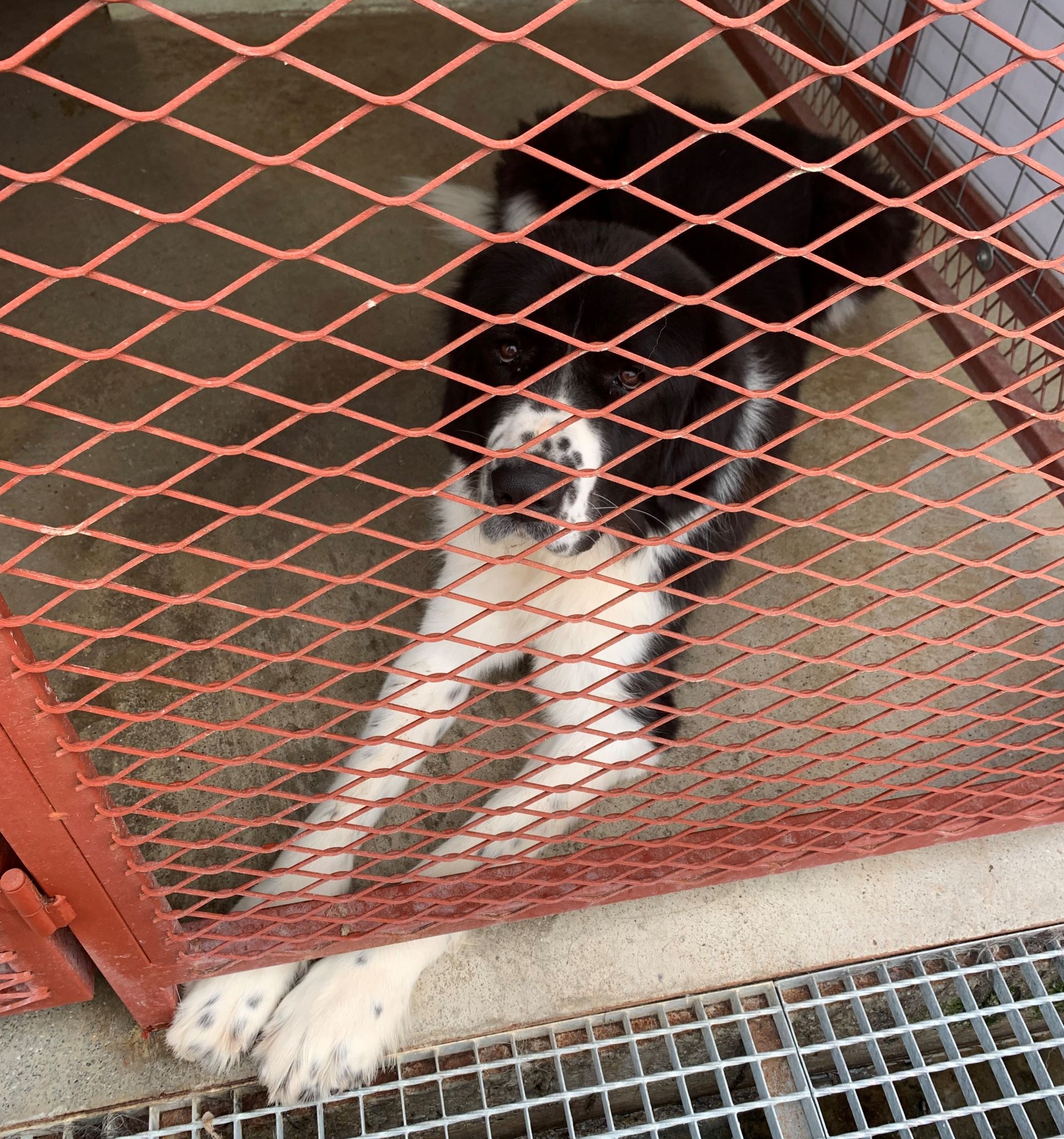 Μπαχ Υιοθετήθηκε!