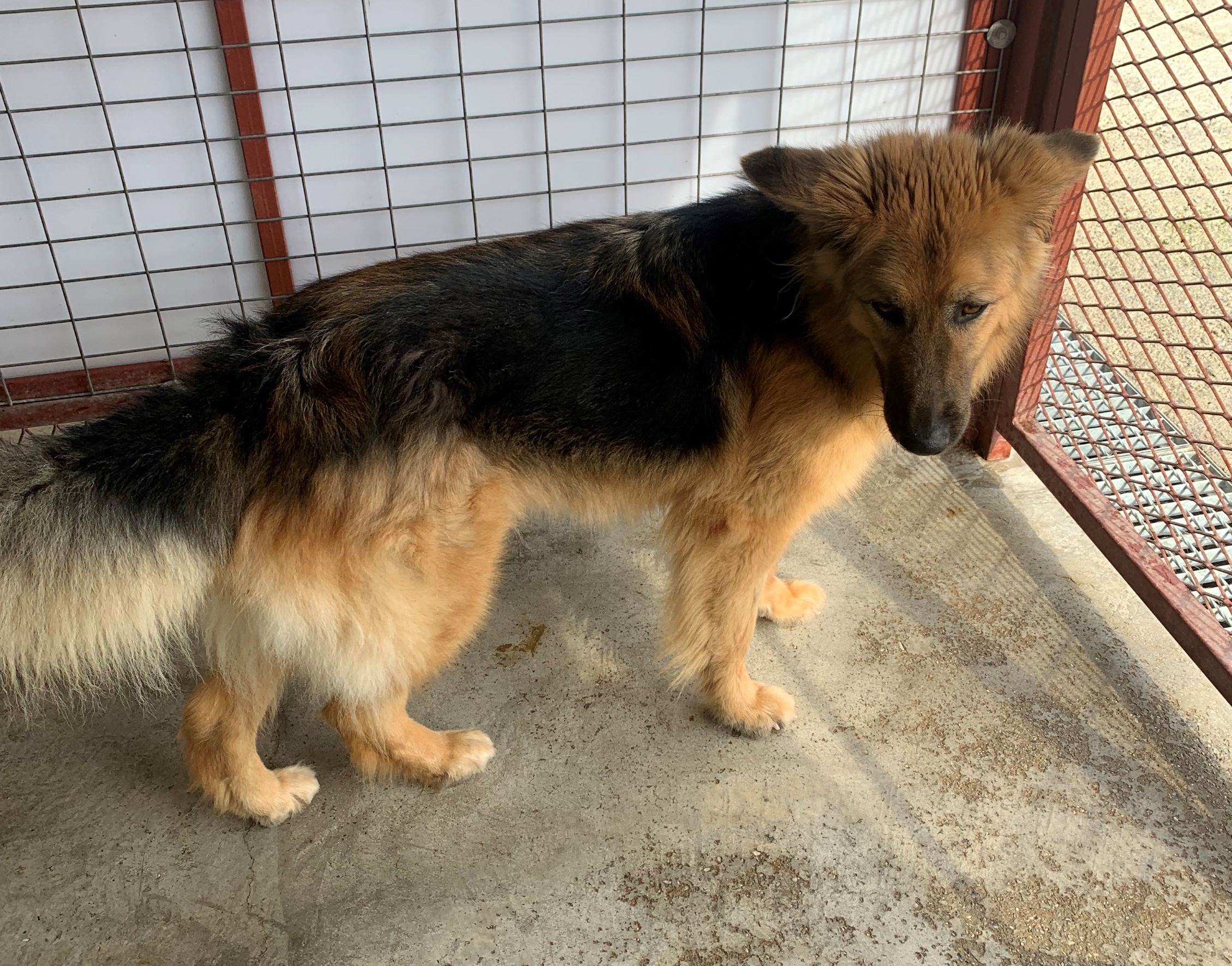 Γούλφι Υιοθετήθηκε!