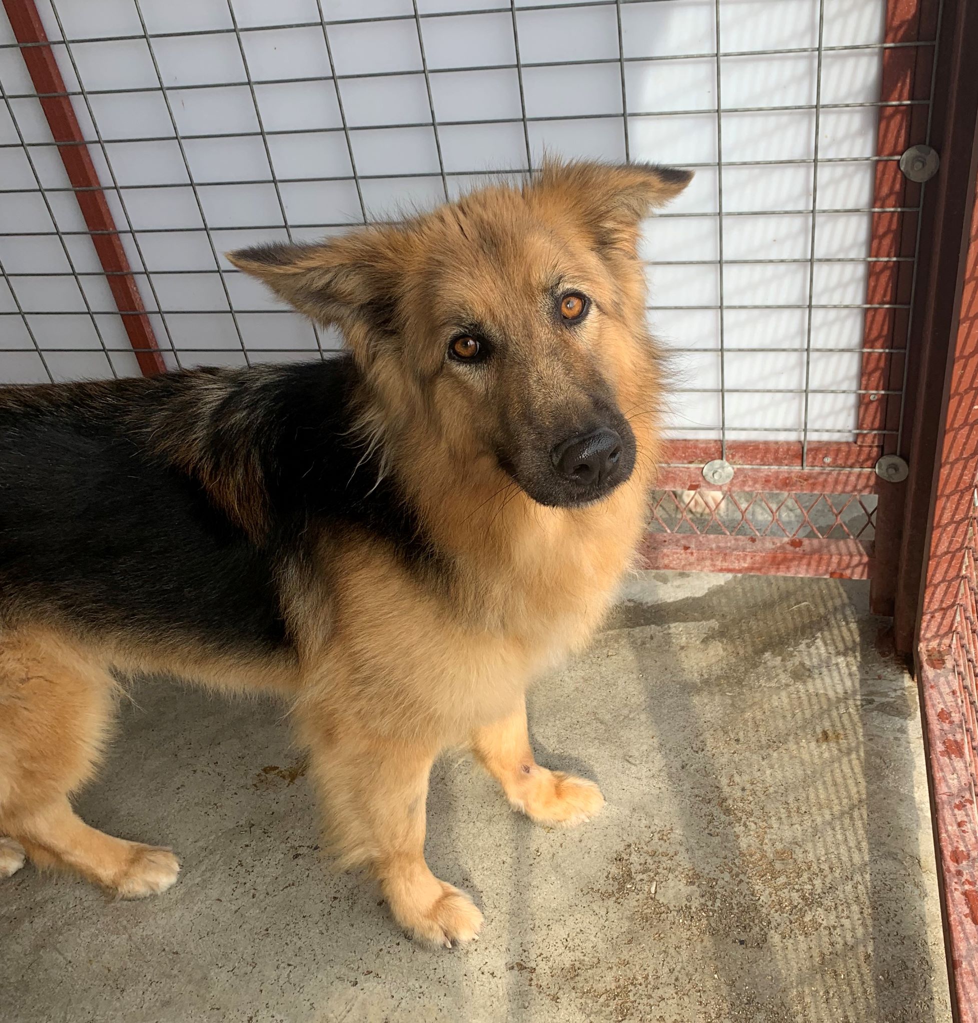 Γούλφι Υιοθετήθηκε!