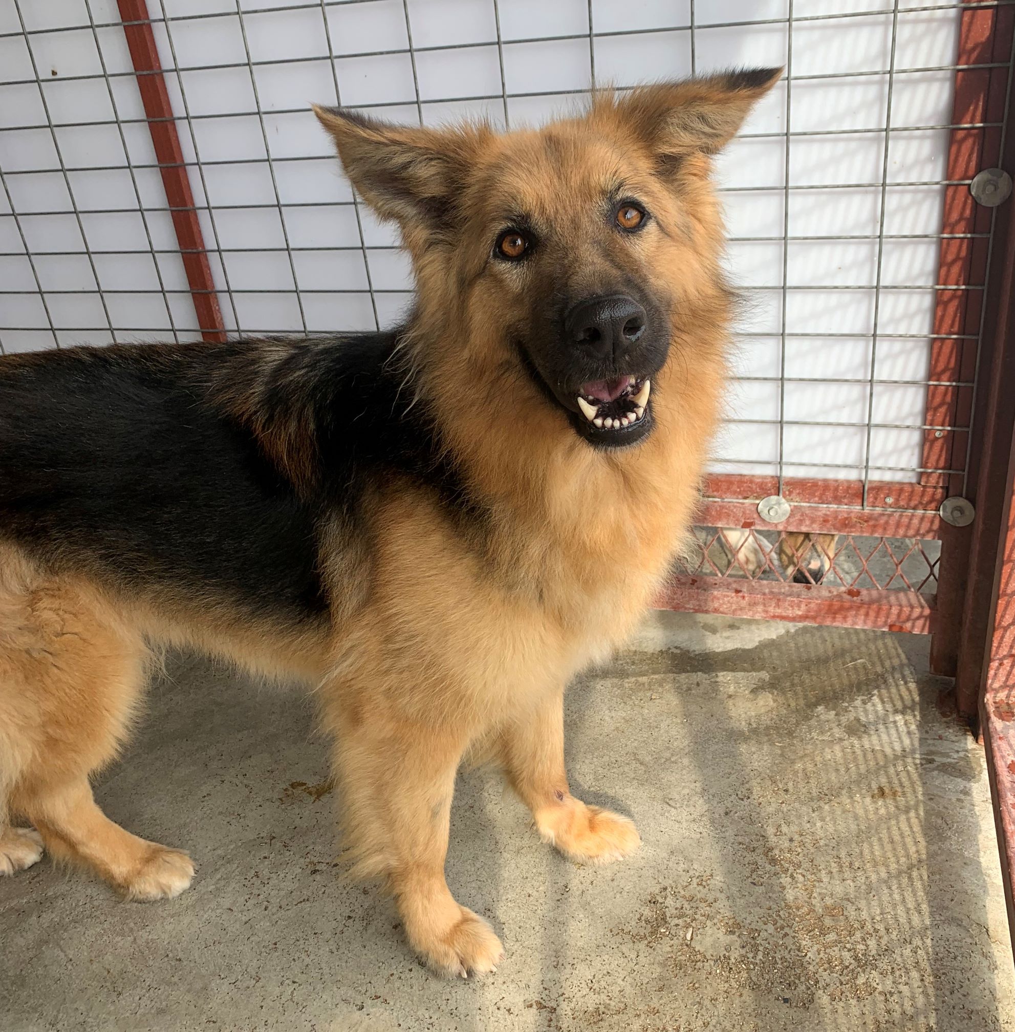 Γούλφι Υιοθετήθηκε!