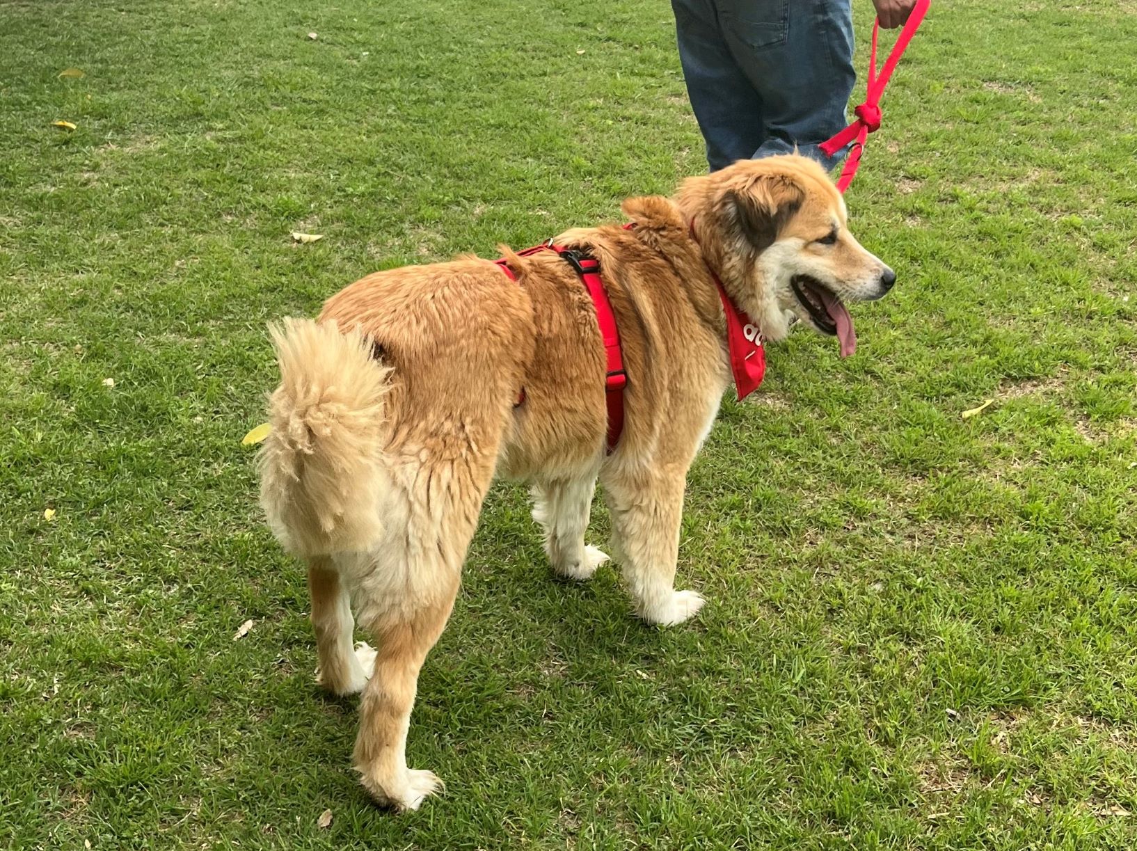 Λούσι Υιοθετήθηκε!