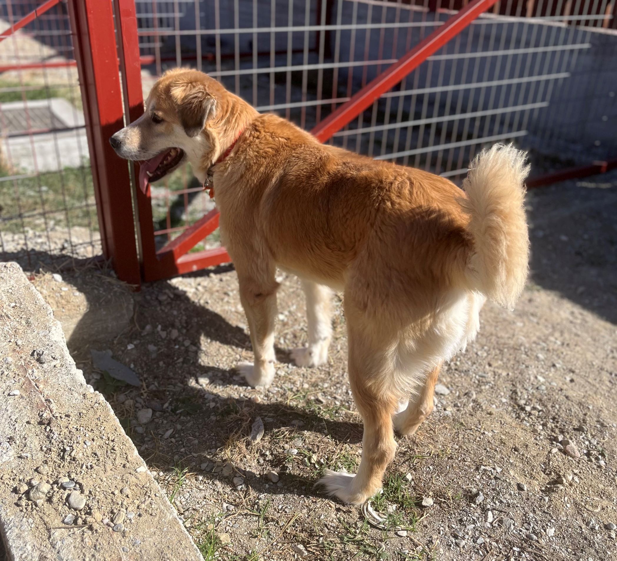 Λούσι Υιοθετήθηκε!