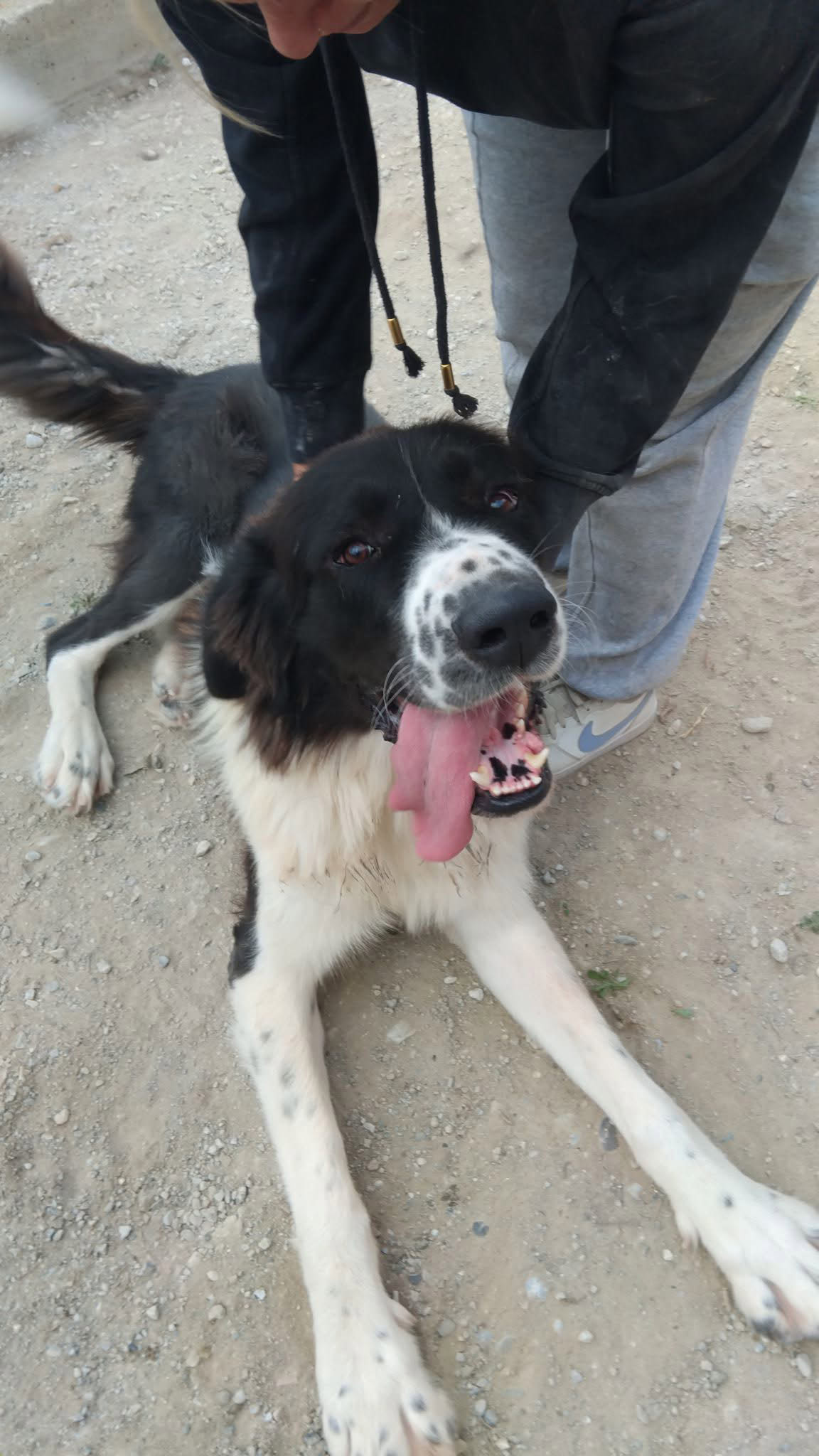 Μπαχ Υιοθετήθηκε!