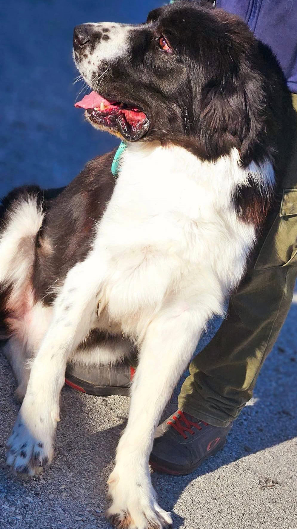 Μπαχ Υιοθετήθηκε!