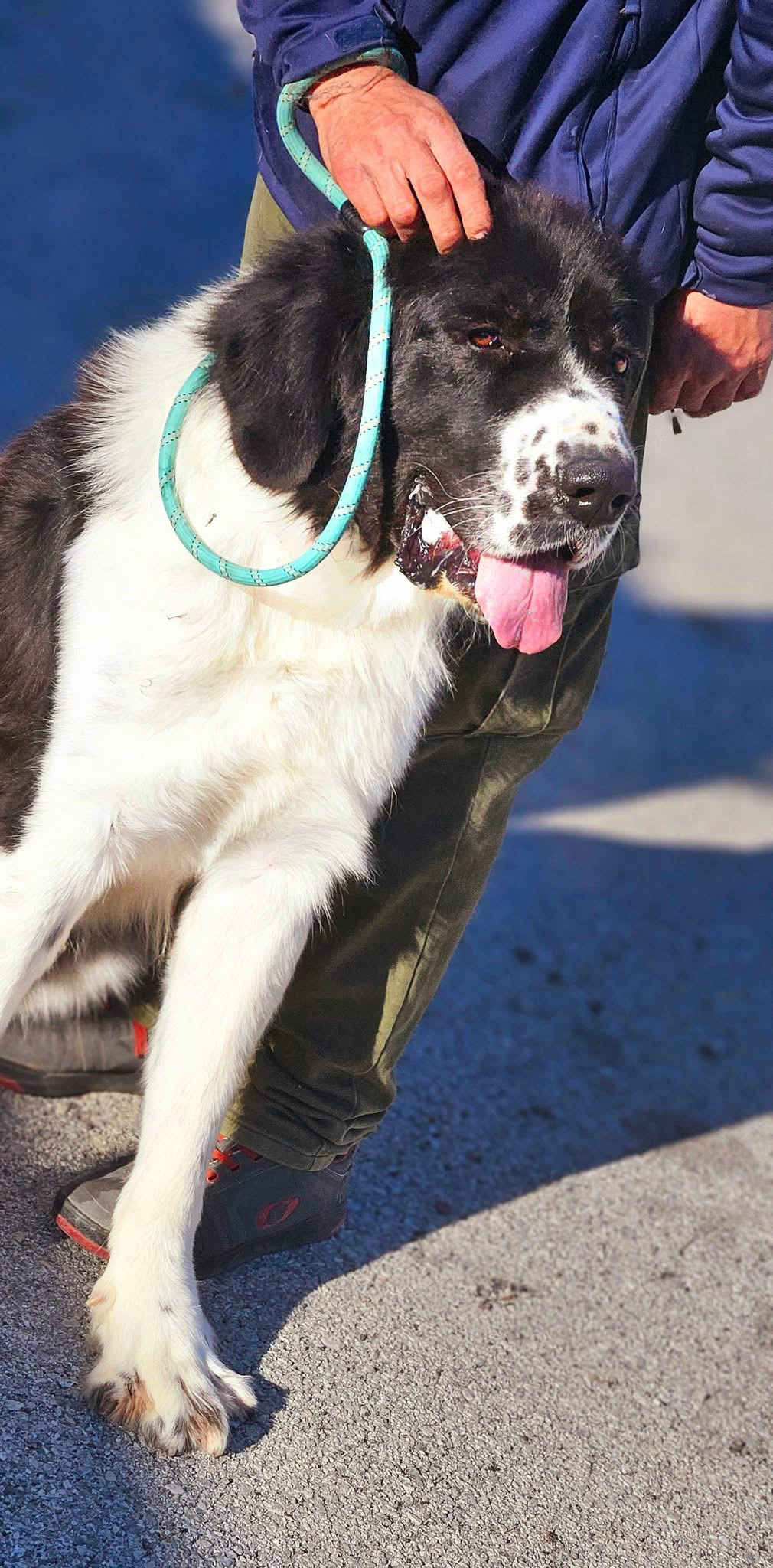 Μπαχ Υιοθετήθηκε!