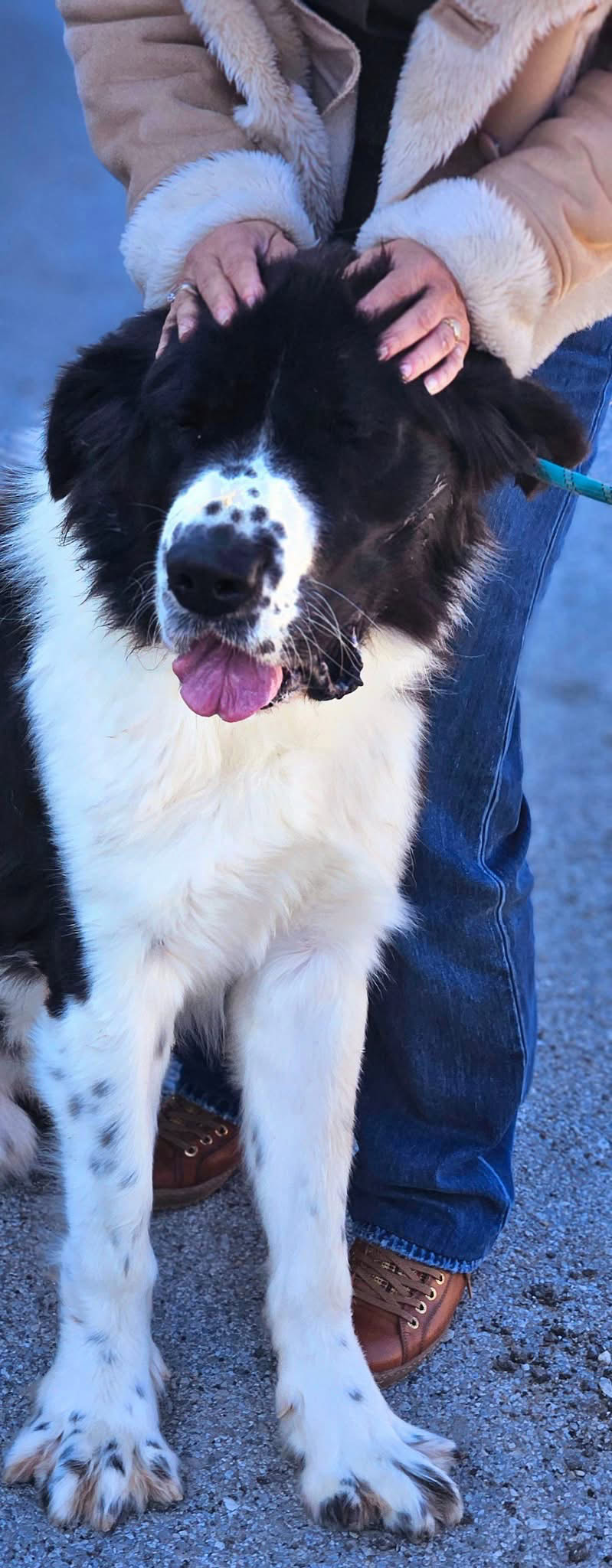 Μπαχ Υιοθετήθηκε!