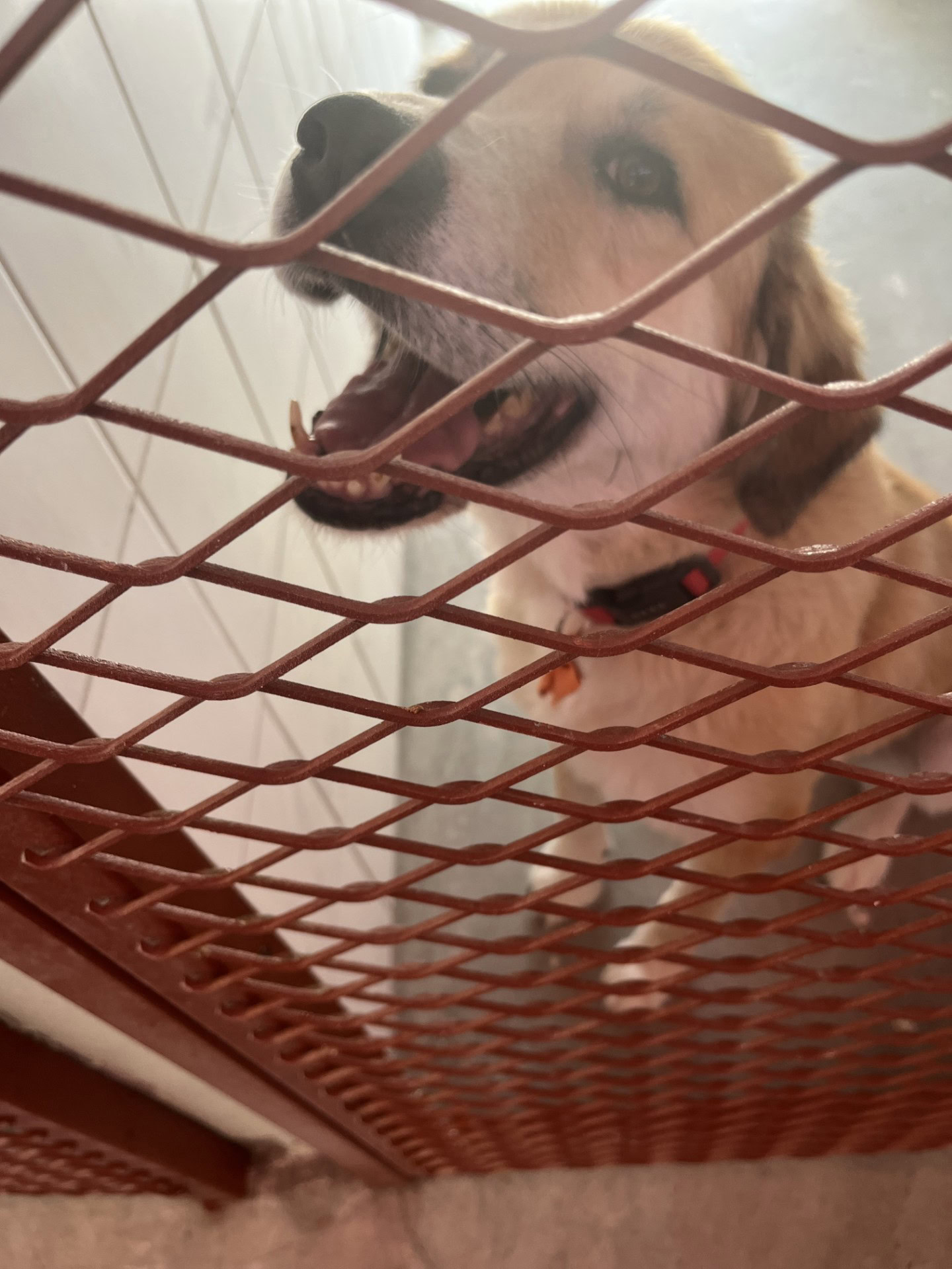 Λούσι Υιοθετήθηκε!